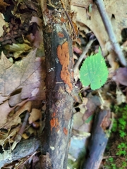 Hypoxylon crocopeplum