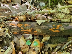 Hypoxylon crocopeplum