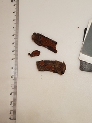 Hypoxylon crocopeplum