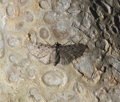 Eupithecia tripunctaria