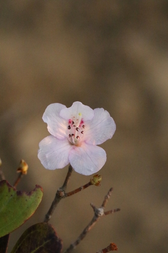 Rhododendron farrerae, photograph 4
