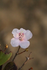 author not stated, no rights reserved Rhododendron farrerae, photograph author not stated, no rights reserved