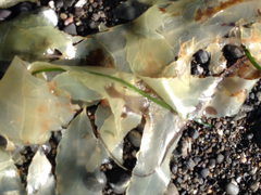 Desmarestia ligulata