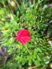Gentianella rupicola