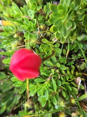 Gentianella rupicola