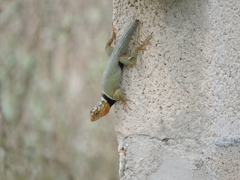 Sceloporus serrifer