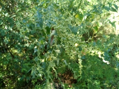 Atriplex sagittata