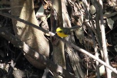 Abroscopus schisticeps