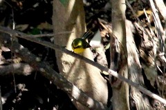 Abroscopus schisticeps