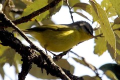 Phylloscopus xanthoschistos
