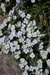 Veronica telephiifolia