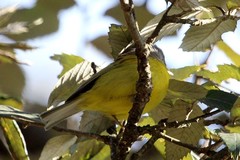 Phylloscopus xanthoschistos