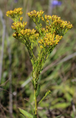 Solidago ohioensis
