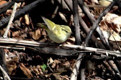Phylloscopus chloronotus