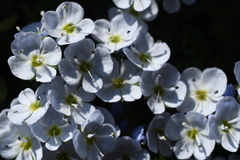 Veronica telephiifolia
