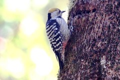 Dendrocoptes auriceps