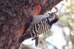Dendrocoptes auriceps