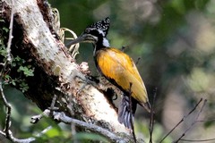 Chrysocolaptes guttacristatus