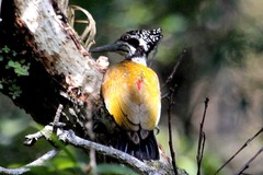 Chrysocolaptes guttacristatus