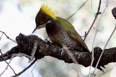 Picus chlorolophus