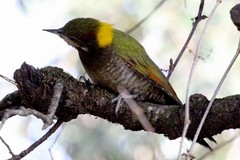 Picus chlorolophus