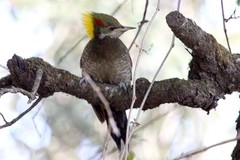 Picus chlorolophus
