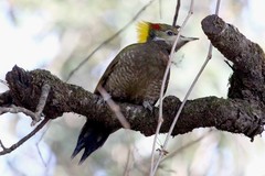 Picus chlorolophus