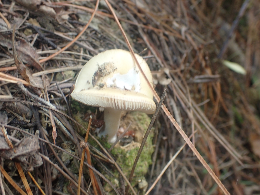 Amanita junquillea · April 2025 · photo: © pdbellbutler (iNaturalist, cc-by)
