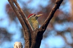 Picus xanthopygaeus