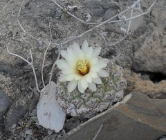 Strombocactus disciformis disciformis