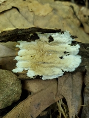 Phanerochaete laevis