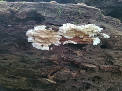 Phanerochaete laevis