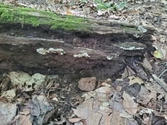 Phanerochaete laevis