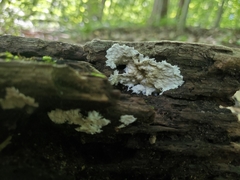 Phanerochaete laevis