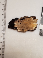 Phanerochaete laevis