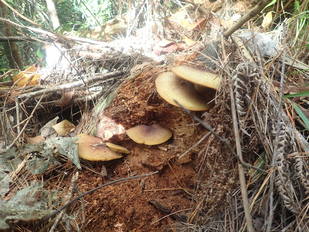 Tricholomopsis ornaticeps · April 2025 · photo: © pdbellbutler (iNaturalist, cc-by)