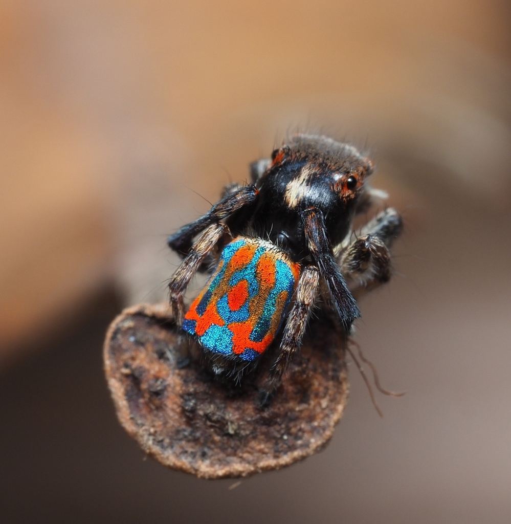 Shield-carrying Peacock Spider