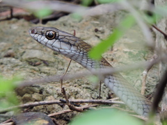 Mastigodryas melanolomus