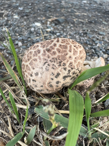 Calvatia cyathiformis