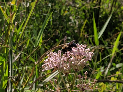 Asclepias incarnata image