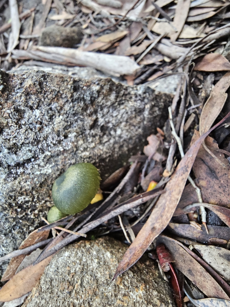 Cortinarius austrovenetus · April 2025 · photo: © inkkawinwit (iNaturalist, CC)