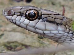 Mastigodryas melanolomus