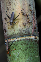 Notobitus meleagris