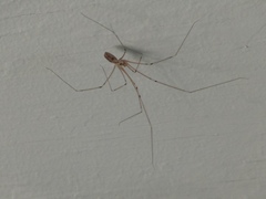 Pholcus