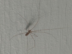 Pholcus