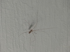 Pholcus