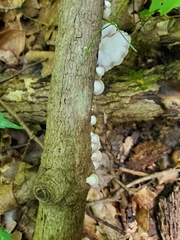 Crepidotus alabamensis