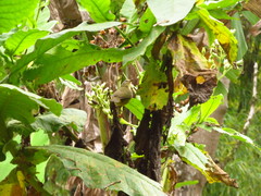 Basileuterus tristriatus