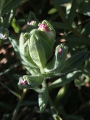 Chloropyron maritimum palustre