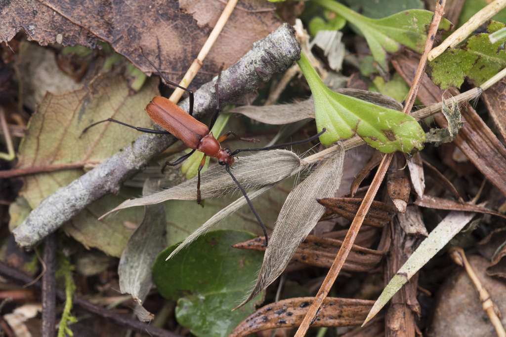 Paranaspia coccinea